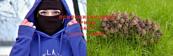 шишки Алексин